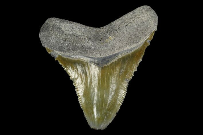 Serrated, Fossil Megalodon Tooth - Florida #114110